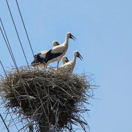 Balcony And Mountain View 7 Min Walk To Gondola Appartement *