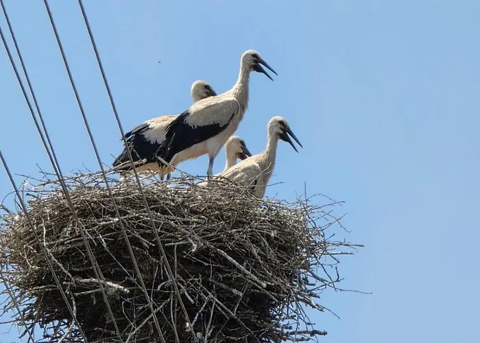 Balcony And Mountain View 7 Min Walk To Gondola 公寓 *